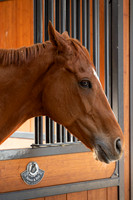 Mark Mott_Beautiful Horse At The Stables