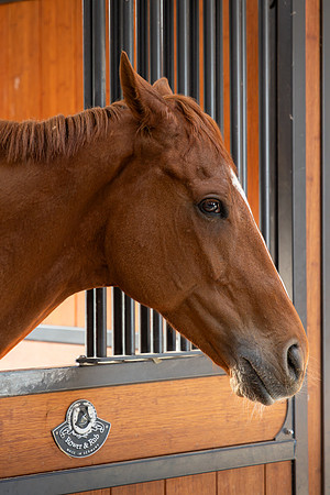 Mark Mott_Beautiful Horse At The Stables