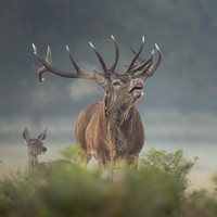 Richmond Park