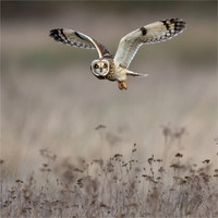 David Zinzan_Short Eared Owl in flight