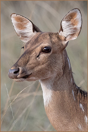 Victoria Cheston_Female Spotted Deer India