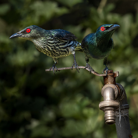 John Saunders_Thirsty Asian Glossy Starlings