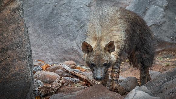 Victor Soares_The Elusive Brown Hyena