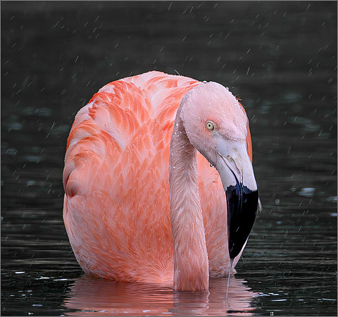Victoria Cheston_Flamingo in the Rain