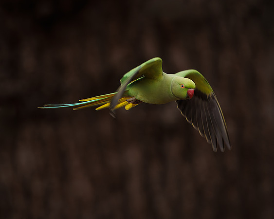 Vanessa Soares_Flight of the Green Parakeet