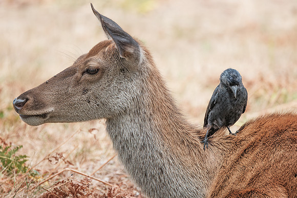 John Atherton_Symbiosis, Fallow Deer, Jackdaw and Flies