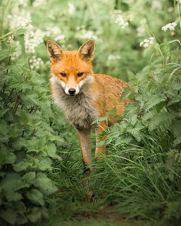 Kirsty Ankiewicz_Tentative fox between the nettles