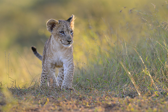 Nicky Rochussen_Lion cub's first steps