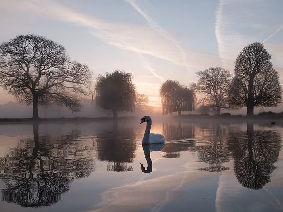 Michael Hallam_Swan and sunrise