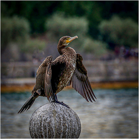 Tim Martin_Cormorant drying wings