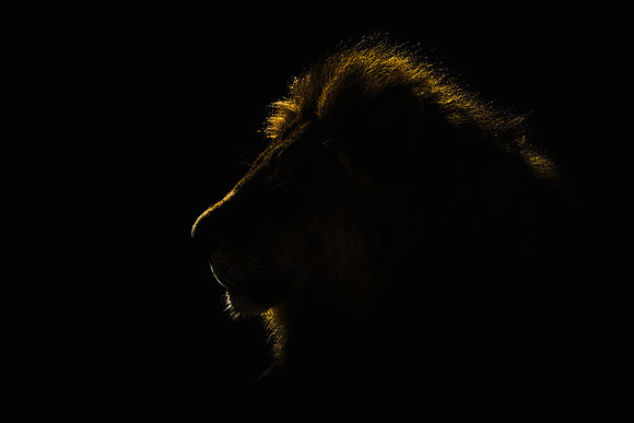 Victor Soares_A lion by any other name