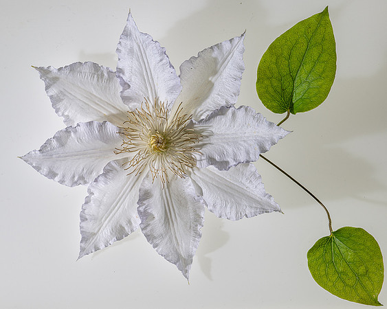 Sterlin Navamani_Clematis
