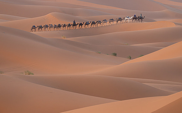 Gillian Tiplady_Camel Caravan In The Sahara Dunes