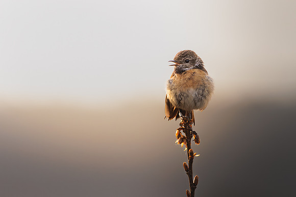 Jurgen Mol_Stonechat joining the dawn chorus
