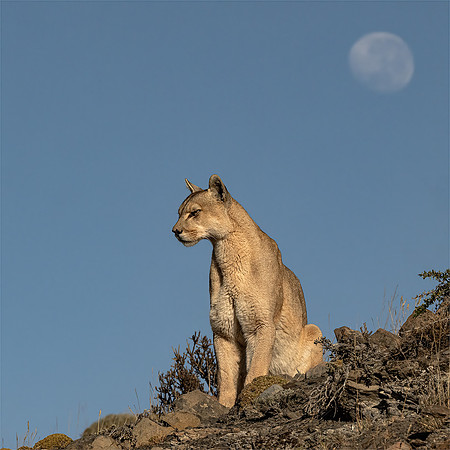Ben Carrick_Puma and Moon in Patagonia