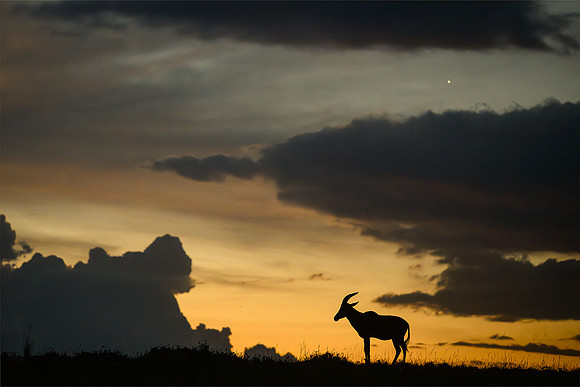 Nicky Rochussen_Topi sentinel at sunset