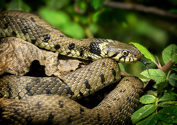 Grass Snake in Tree, Bookham