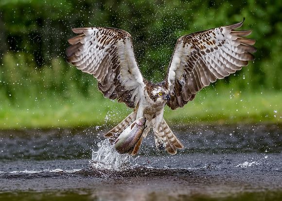 Osprey Catches Brown Trout