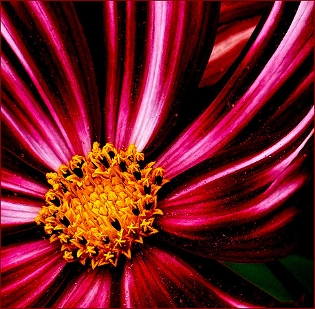 Michelle Pearce_Striped flower with pollen