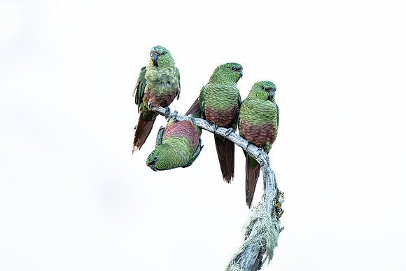 Ben Carrick_Austral Parakeets