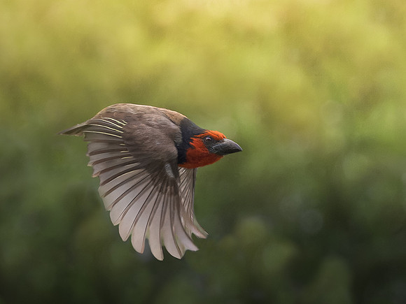 Kirsty Ankiewicz_Black-collared Barbet in flight