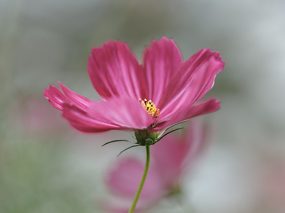 Martin Houghton_Cosmos in pastels