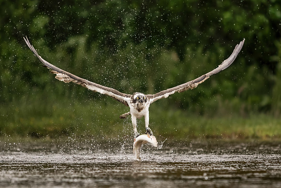 Simon Powell_Successful Catch For An Osprey