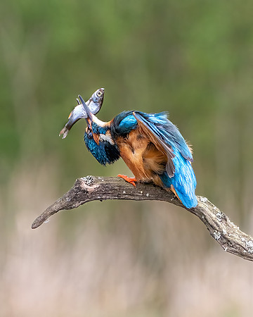 Philip Trew_Kingfisher's Conundrum
