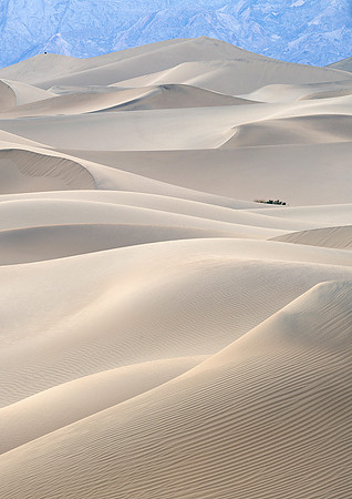 Athena Carey_Life Forms - Mesquite Dunes, Death Valley, C