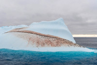 Nicky Rochussen_Penguins on an iceberg