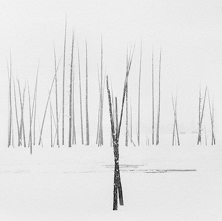 Rosemary Wilman_Crossed Trees
