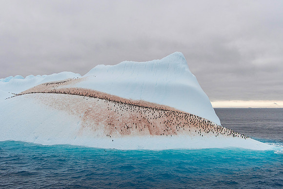 Nicky Rochussen_Penguins on an iceberg