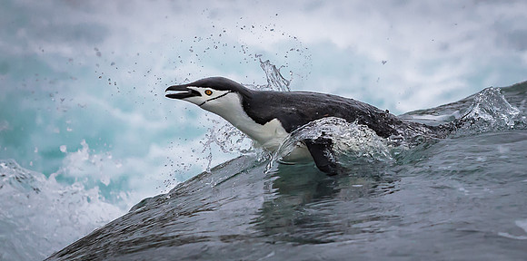 Chinstrap Penguin breaking the wave
