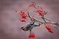 David Zinzan_Bohemian waxwing feasting on berries