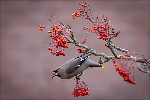 David Zinzan_Bohemian waxwing feasting on berries