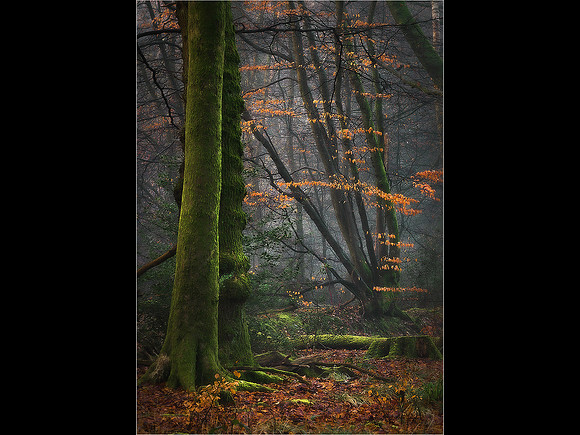 Peter Stott_Winter Lights