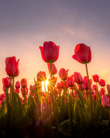 Robin Dolbear_Tulip sunrise