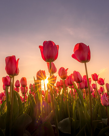 Robin Dolbear_Tulip sunrise