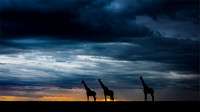 Ben Carrick_Giraffes and an Incoming Storm