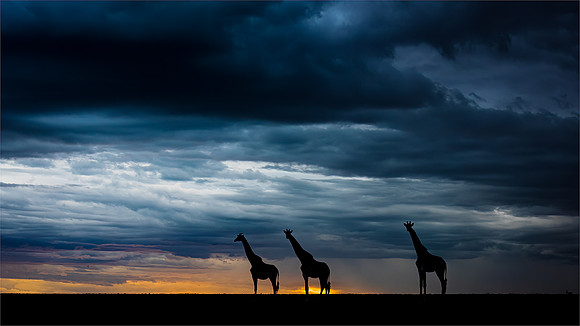 Ben Carrick_Giraffes and an Incoming Storm