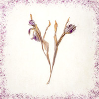 Rosemary Wilman_Faded Tulips