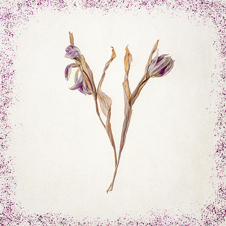 Rosemary Wilman_Faded Tulips