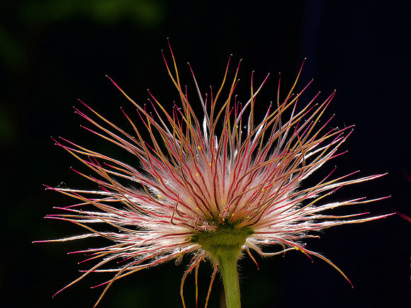 Tracy Faulkner_Pasqueflower seedhead
