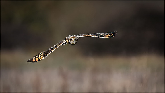 Ben Carrick_Short-Eared Owl Quartering Over Staines Moor