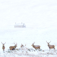 Red Deer and Bothy