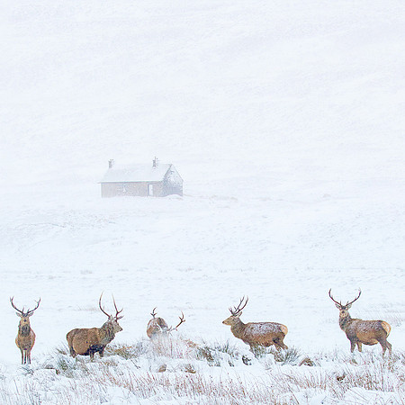 Red Deer and Bothy