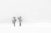 Two Trees, Lamar Valley