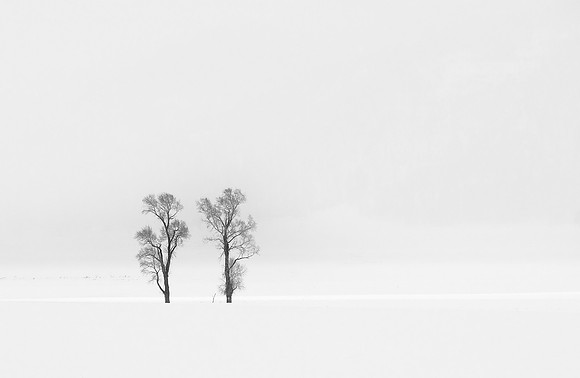 Two Trees, Lamar Valley