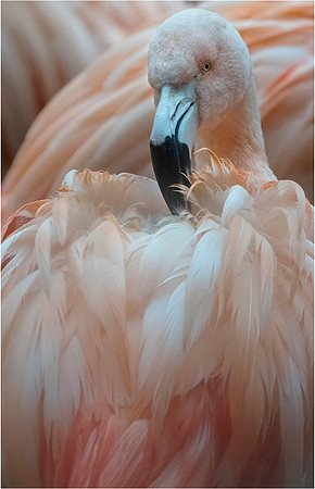 Caroline Brouwer_Preening Flamingo