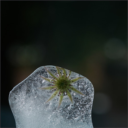 Dawn Clifford_Flower and Ice